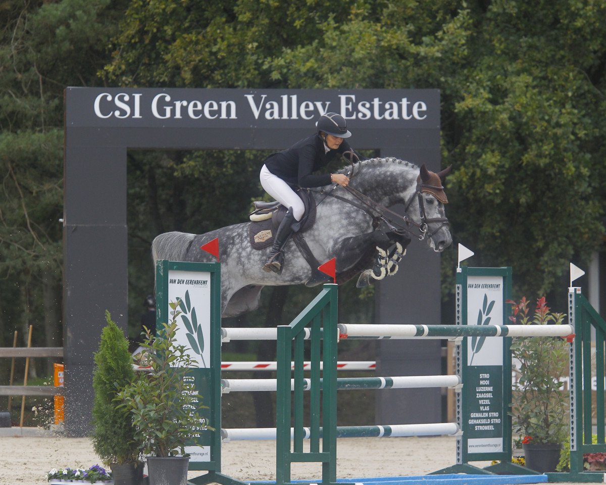 stallion Charlie Weasley 2 (Oldenburg show jumper, 2015, from Christian 25)
