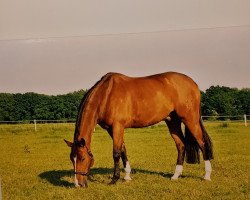 horse Irmin 9 (Trakehner, 1986, from Bartholdy)