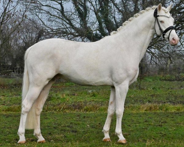 stallion Dutchman AT (German Riding Pony, 2018, from Dating At NRW)