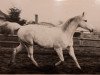 Zuchtstute Irmelie (Trakehner, 1959, von Pokal)