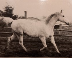 Zuchtstute Irmelie (Trakehner, 1959, von Pokal)