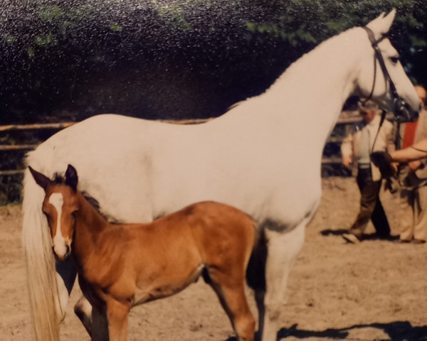 Zuchtstute Irmela (Trakehner, 1973, von Irland)