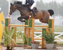 jumper Nunio (Oldenburg show jumper, 2012, from Numero Uno)