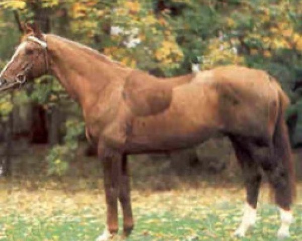 stallion Or de Croupton (Selle Français, 1980, from Heros de Cavron)