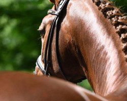 dressage horse Bordeaux' Barolo (Westfale, 2010, from Bordeaux 28)