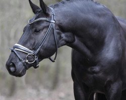 dressage horse Black Barolo (Westphalian, 2015, from Bordeaux 28)