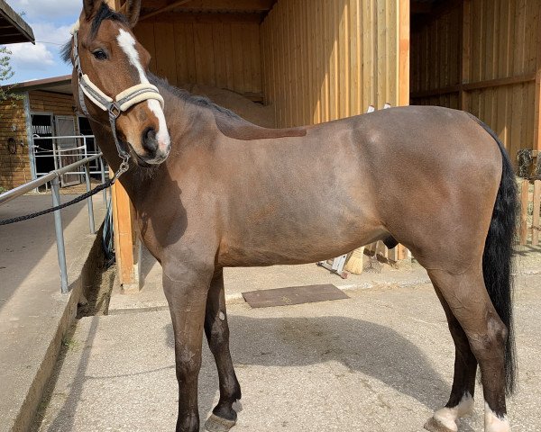 jumper Casanova 577 (Zangersheide riding horse, 2017, from Cabrio van de Heffinck)