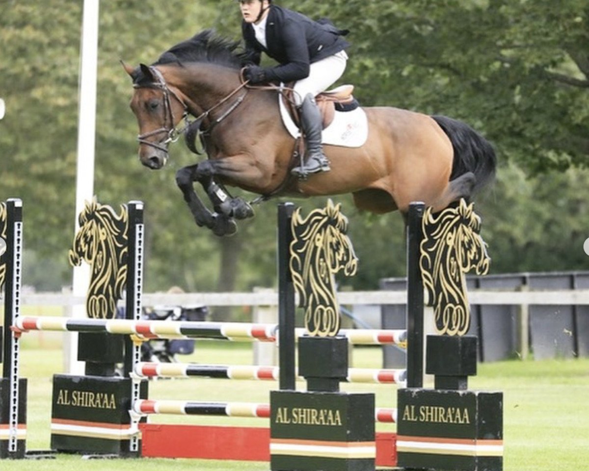 jumper Milancinthe.d. (KWPN (Royal Dutch Sporthorse), 2017, from Impressive VDL)