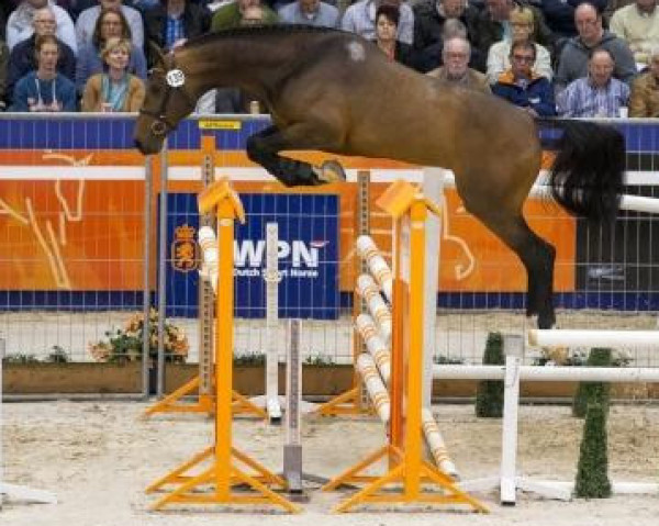 stallion Impressive VDL (KWPN (Royal Dutch Sporthorse), 2013, from Douglas)