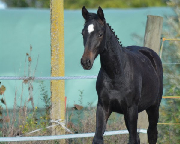 foal by Smilla HS (German Sport Horse, 2023, from Shomari S)