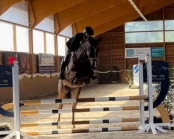 jumper Call me Corni (Hanoverian, 2018, from Cornet's Boy RM)