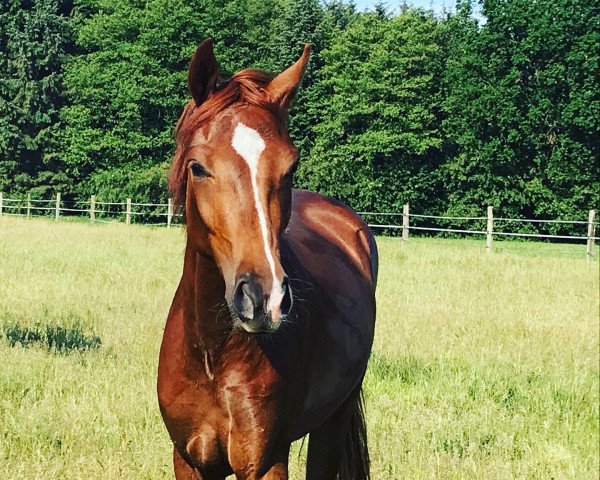 dressage horse Felippo 7 (Hanoverian, 2017, from For Romance I)