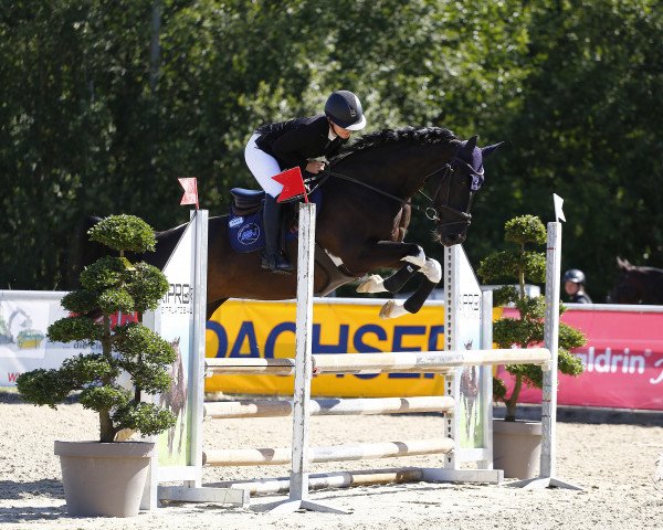 Springpferd Joy 30 (Ungarisches Warmblut, 2008)