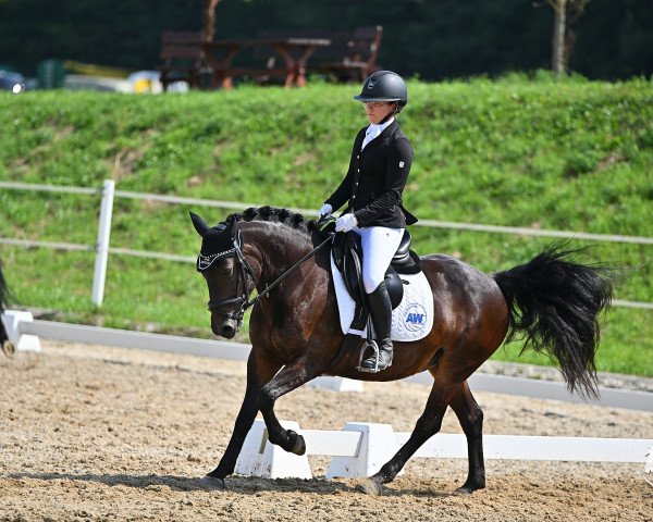 Dressurpferd Fräulein Braunbär (Polnisches Pony, 2010, von Nefron)