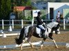 dressage horse Mc Earl (Tinker / Irish Cob / Gypsy Vanner, 2010)