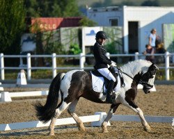 Dressurpferd Mc Earl (Tinker / Irish Cob / Gypsy Vanner, 2010)