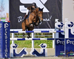 jumper Cinderella 732 (German Sport Horse, 2012, from Clinton)