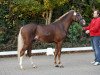 dressage horse Dressless AT (German Riding Pony, 2013, from Dreidimensional AT NRW)