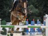 jumper Cabalot PS (Oldenburg show jumper, 2013, from Cabachon)