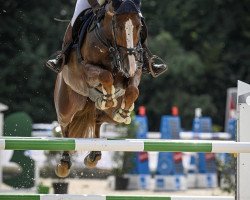 jumper Cabalot PS (Oldenburg show jumper, 2013, from Cabachon)