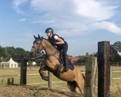 jumper Candy Crush G (German Riding Pony, 2014, from Cassini)