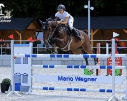 jumper Mona de Regor (Belgian Warmblood, 2012, from I'm Special de Muze)