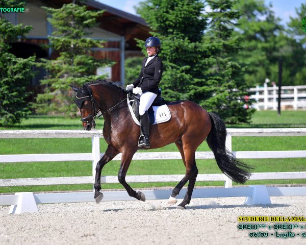 dressage horse Gladiador (Lusitano, 2011, from Solar Pinhais)