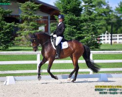 dressage horse Gladiador (Lusitano, 2011, from Solar Pinhais)