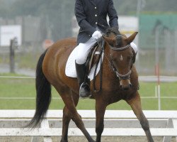 broodmare Lema Guinevere (New Forest Pony, 2003, from Valentino)