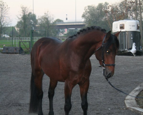 Springpferd Lema Dagda CH (Connemara-Pony, 2006, von Leonardo I)
