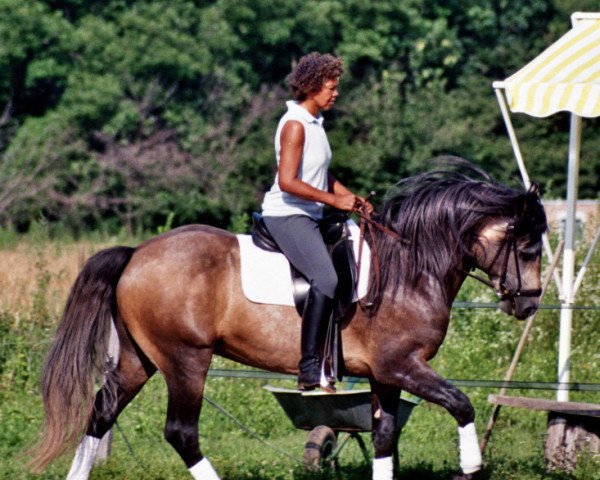 Springpferd Fiann V.d. Zonnehoeve (Connemara-Pony, 2001, von Finney van de Zonnehoeve)