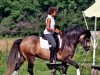 Springpferd Fiann V.d. Zonnehoeve (Connemara-Pony, 2001, von Finney van de Zonnehoeve)