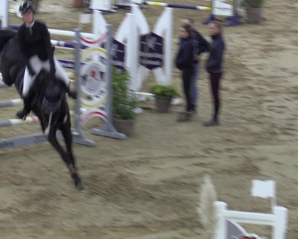 Reitturnier Bad Salzuflen 2023