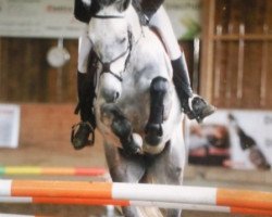 jumper Lema Killala (Connemara Pony, 2005, from Hatatitla van de Leliaard)