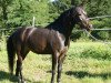 jumper Lema Tinkle Bell (New Forest Pony, 2006, from Paddington's O'Malley)