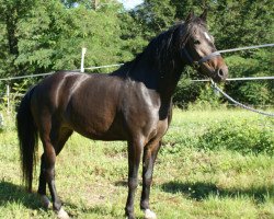 jumper Lema Tinkle Bell (New Forest Pony, 2006, from Paddington's O'Malley)