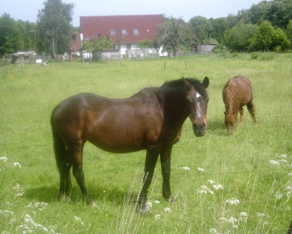 broodmare Nina 483 (Westphalian, 1979)