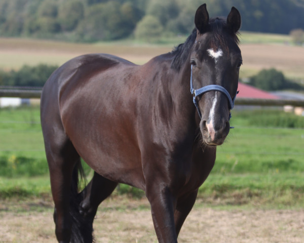 dressage horse Frauenheld (Hanoverian, 2019, from Fantastic)