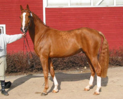 Pferd Waltzman 110 FIN (Finnisches Warmblut, 2000, von Weltmeyer)