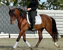 horse Zeus (Pura Raza Espanola (PRE), 2019)