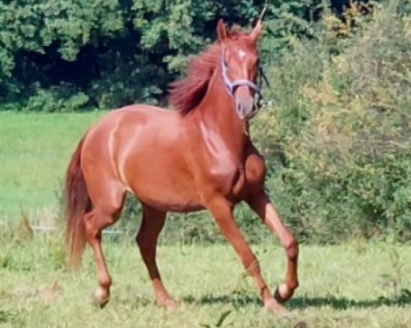 jumper Lea von der Mühle (Hanoverian, 2021, from Leopold Von Der Muehle)