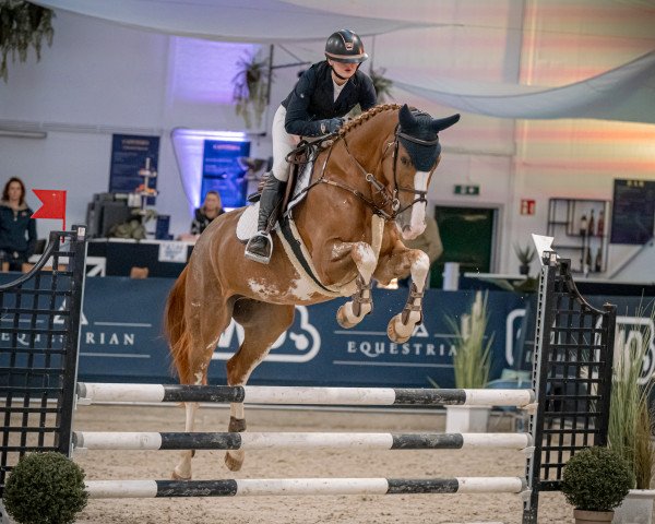 Springpferd Osborne Field (KWPN (Niederländisches Warmblut), 2019, von Halifax van het Kluizebos)