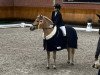 dressage horse Novelis SCH (Edelbluthaflinger, 2015, from Noventis)