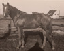 stallion Irland (Trakehner, 1969, from Ostwind)