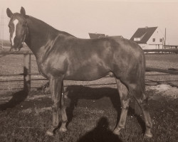 Deckhengst Irland (Trakehner, 1969, von Ostwind)