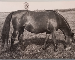 Zuchtstute Inka (Trakehner, 1954, von Humboldt)