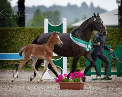 Pferd Minerva My Lady Manolita (Deutsches Reitpony, 2022, von Mylord Manolito)