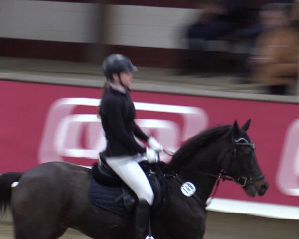 Reitturnier Marl, Reithalle Rohmann 2023