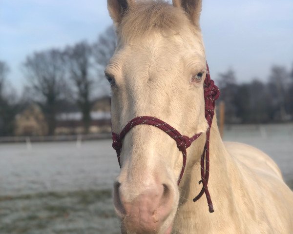 Zuchtstute Lady (Deutsches Reitpony, 2002)