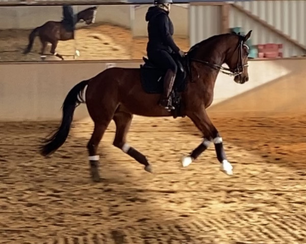 broodmare Querida (Oldenburg show jumper, 2015, from Quintino)